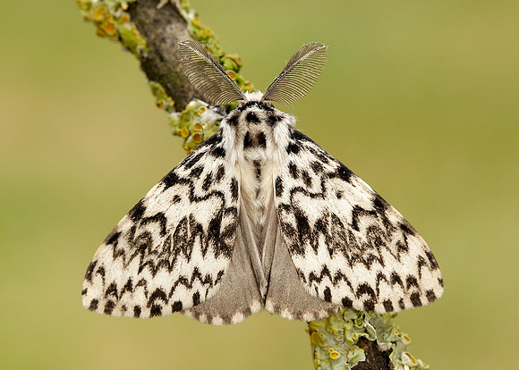 72.010 BF2033 Black Arches Lymantria monacha
