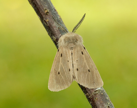 72.022 BF2063 Muslin Moth Diaphora mendica
