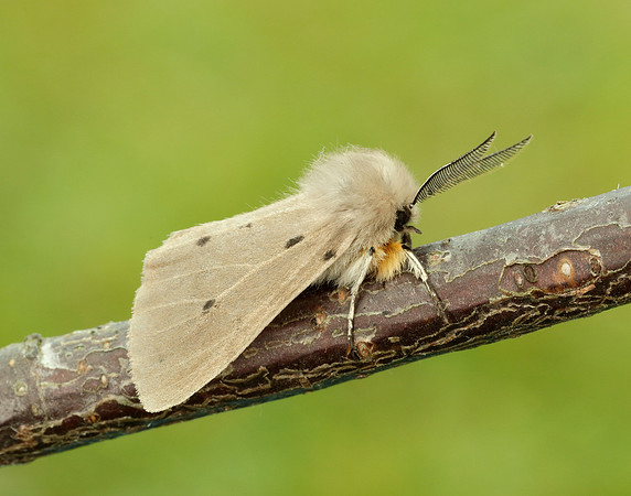 72.022 BF2063 Muslin Moth Diaphora mendica