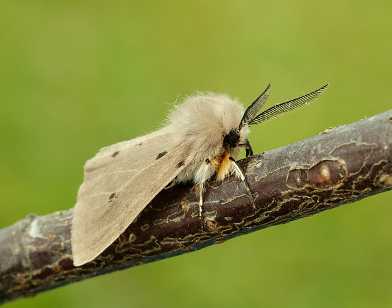 72.022 BF2063 Muslin Moth Diaphora mendica