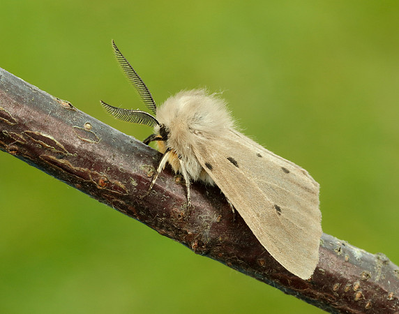 72.022 BF2063 Muslin Moth Diaphora mendica