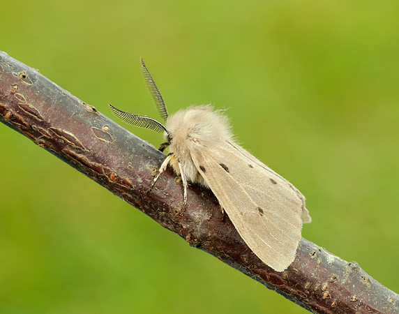 72.022 BF2063 Muslin Moth Diaphora mendica