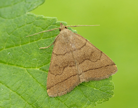 72.053 BF2489  Fan-foot Herminia tarsipennalis