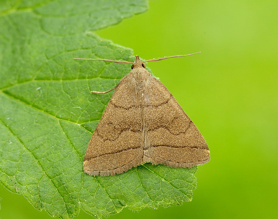 72.053 BF2489  Fan-foot Herminia tarsipennalis