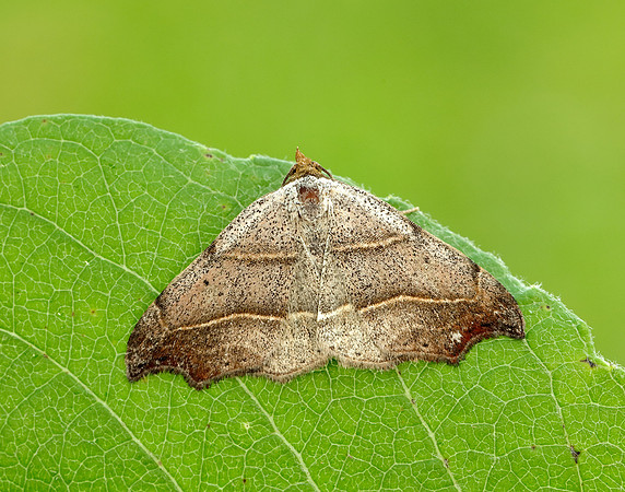 72.069 BF2473 Beautiful Hook-tip Laspeyria flexula