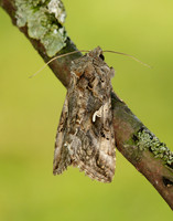 73.015 BF2441 Silver Y Autographa gamma