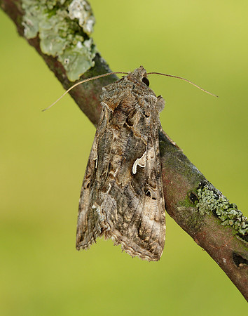 73.015 BF2441 Silver Y Autographa gamma