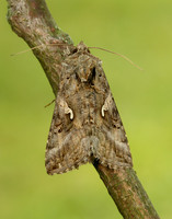 73.015 BF2441 Silver Y Autographa gamma