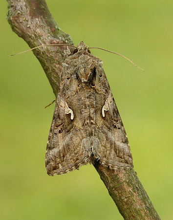 73.015 BF2441 Silver Y Autographa gamma