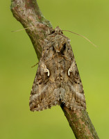 73.015 BF2441 Silver Y Autographa gamma