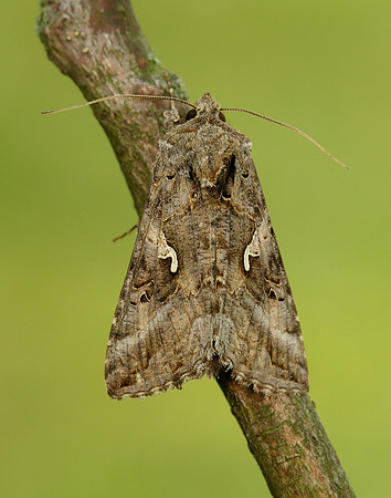 73.015 BF2441 Silver Y Autographa gamma