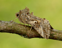 73.015 BF2441 Silver Y Autographa gamma
