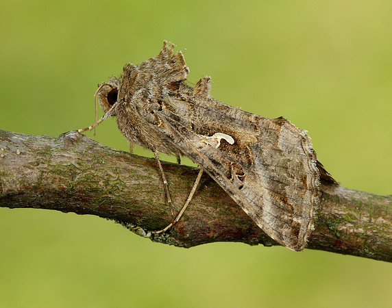 73.015 BF2441 Silver Y Autographa gamma