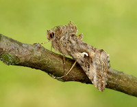 73.015 BF2441 Silver Y Autographa gamma