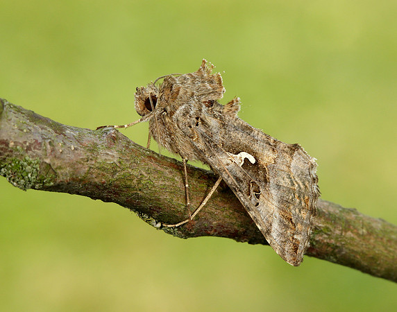 73.015 BF2441 Silver Y Autographa gamma