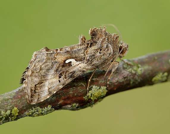 73.015 BF2441 Silver Y Autographa gamma