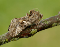 73.015 BF2441 Silver Y Autographa gamma
