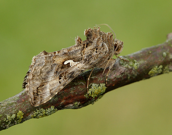 73.015 BF2441 Silver Y Autographa gamma