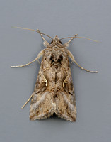 73.015 BF2441 Silver Y Autographa gamma