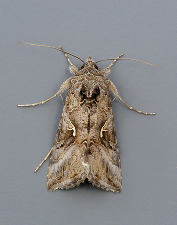73.015 BF2441 Silver Y Autographa gamma