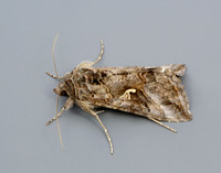73.015 BF2441 Silver Y Autographa gamma
