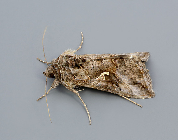 73.015 BF2441 Silver Y Autographa gamma