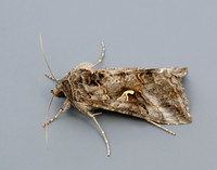 73.015 BF2441 Silver Y Autographa gamma