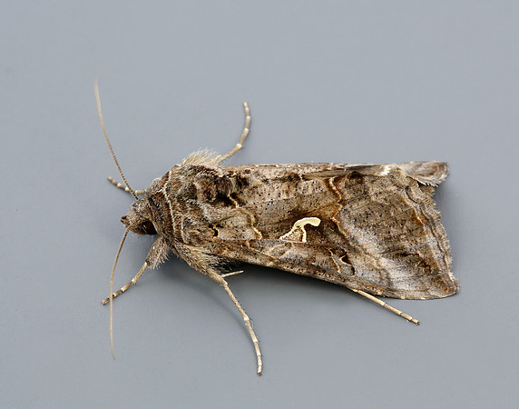 73.015 BF2441 Silver Y Autographa gamma
