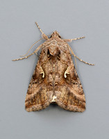 73.015 BF2441 Silver Y Autographa gamma