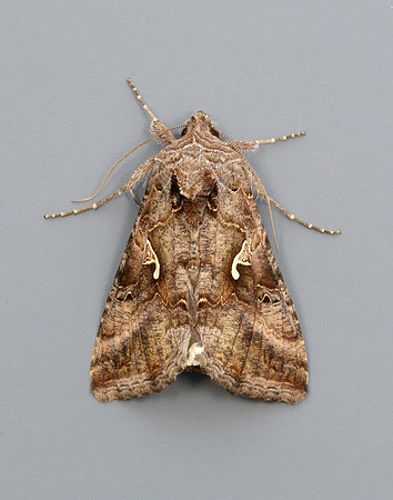 73.015 BF2441 Silver Y Autographa gamma