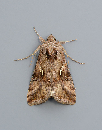 73.015 BF2441 Silver Y Autographa gamma