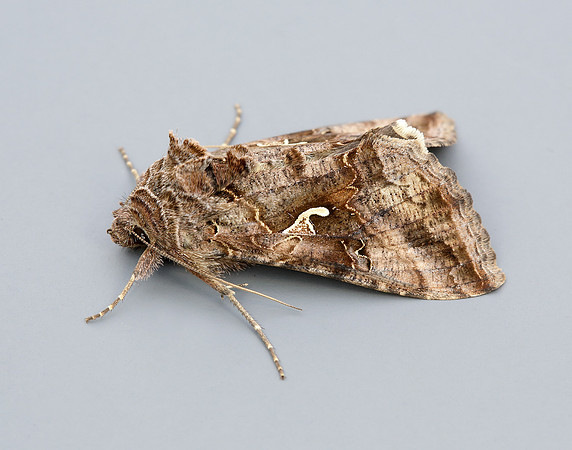 73.015 BF2441 Silver Y Autographa gamma