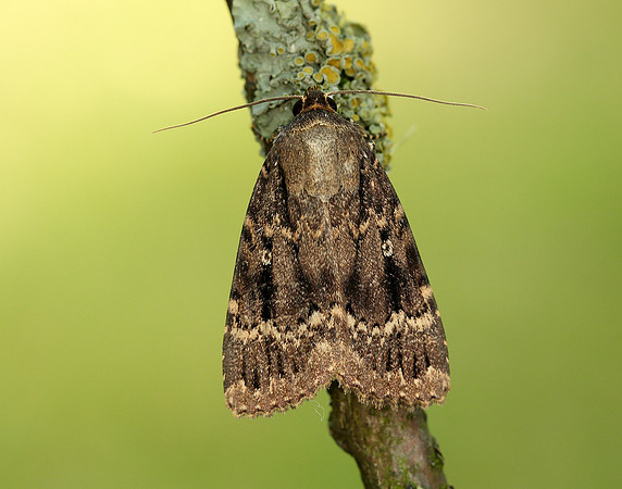 73.062 BF2297 Copper Underwing Amphipyra pyramidea
