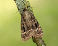 73.062 BF2297 Copper Underwing Amphipyra pyramidea