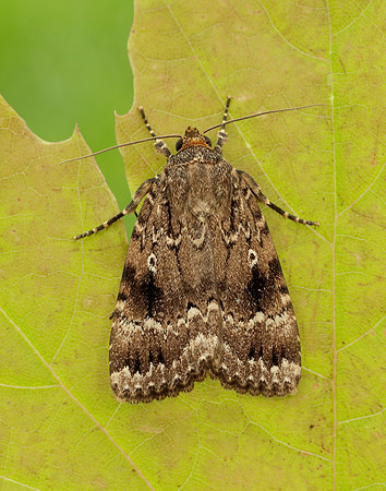 73.062 BF2297 Copper Underwing Amphipyra pyramidea