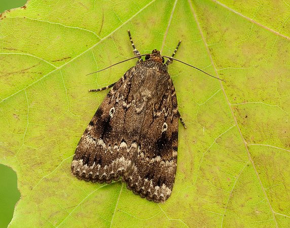 73.062 BF2297 Copper Underwing Amphipyra pyramidea