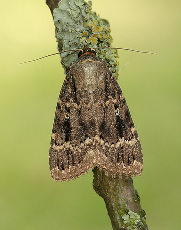 73.062 BF2297 Copper Underwing Amphipyra pyramidea
