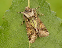73.068 BF2245 Green-brindled Crescent Allophyes oxyacanthae