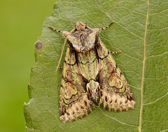 73.068 BF2245 Green-brindled Crescent Allophyes oxyacanthae