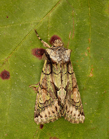 73.068 BF2245 Green-brindled Crescent Allophyes oxyacanthae