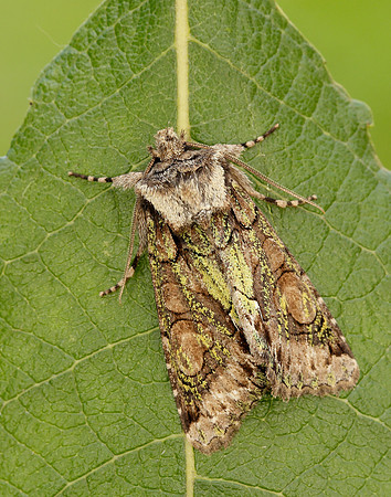 73.068 BF2245 Green-brindled Crescent Allophyes oxyacanthae