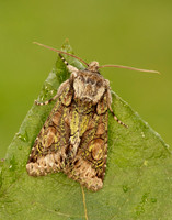 73.068 BF2245 Green-brindled Crescent Allophyes oxyacanthae