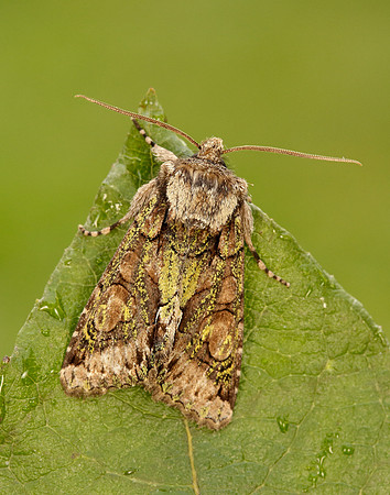 73.068 BF2245 Green-brindled Crescent Allophyes oxyacanthae