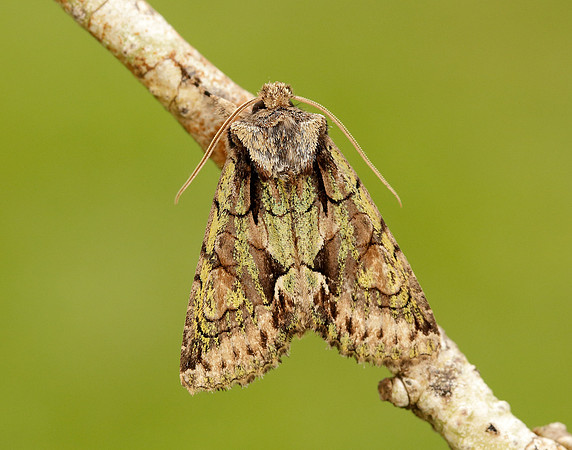 73.068 BF2245 Green-brindled Crescent Allophyes oxyacanthae