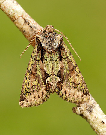 73.068 BF2245 Green-brindled Crescent Allophyes oxyacanthae
