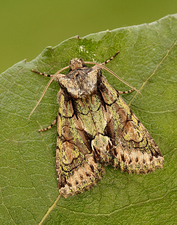 73.068 BF2245 Green-brindled Crescent Allophyes oxyacanthae
