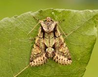 73.068 BF2245 Green-brindled Crescent Allophyes oxyacanthae