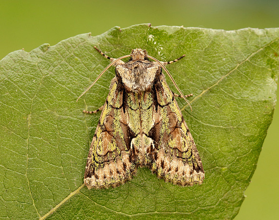73.068 BF2245 Green-brindled Crescent Allophyes oxyacanthae