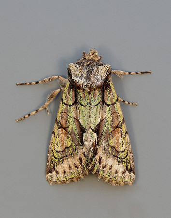 73.068 BF2245 Green-brindled Crescent Allophyes oxyacanthae