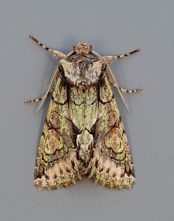 73.068 BF2245 Green-brindled Crescent Allophyes oxyacanthae